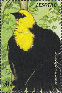 Yellow-headed Blackbird (Xanthocephalus xanthocephalus)